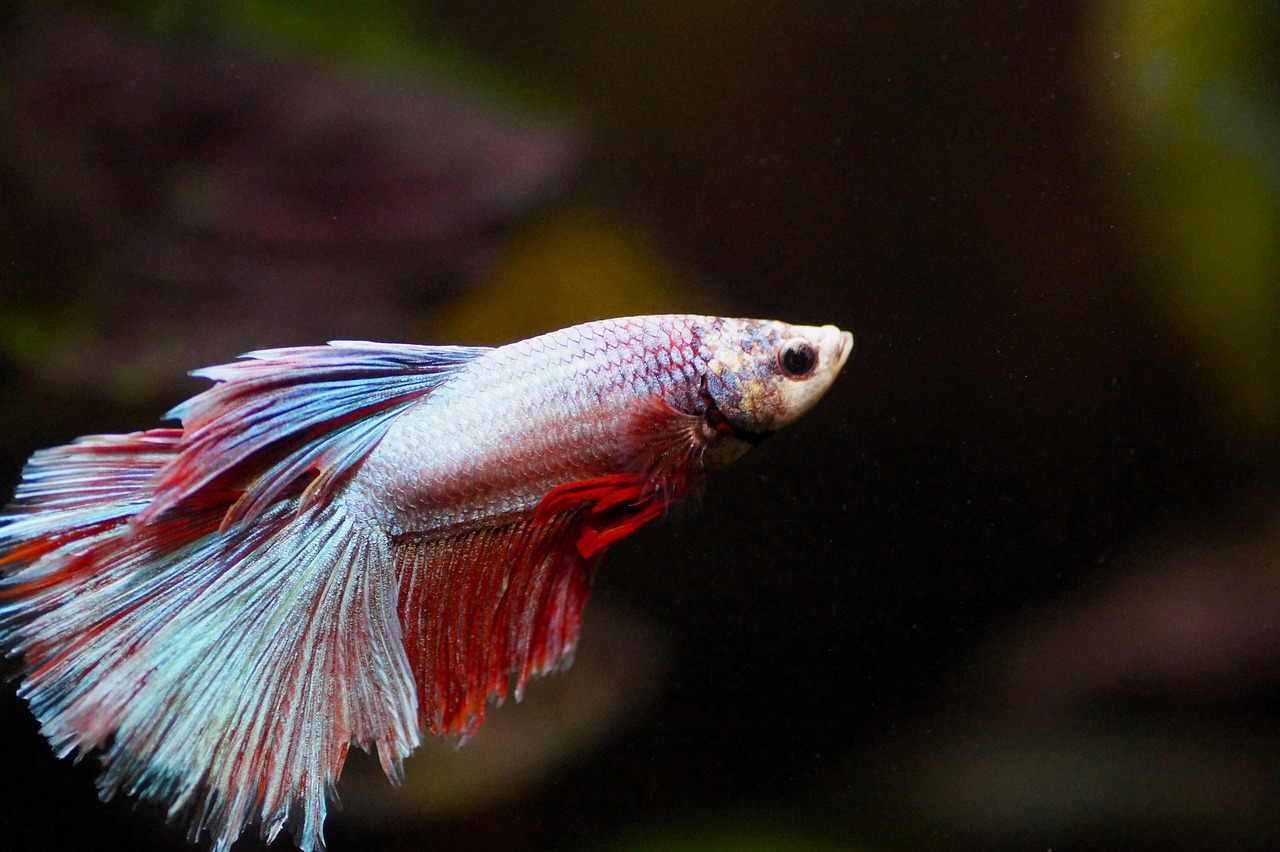 Aquaristik für Anfänger