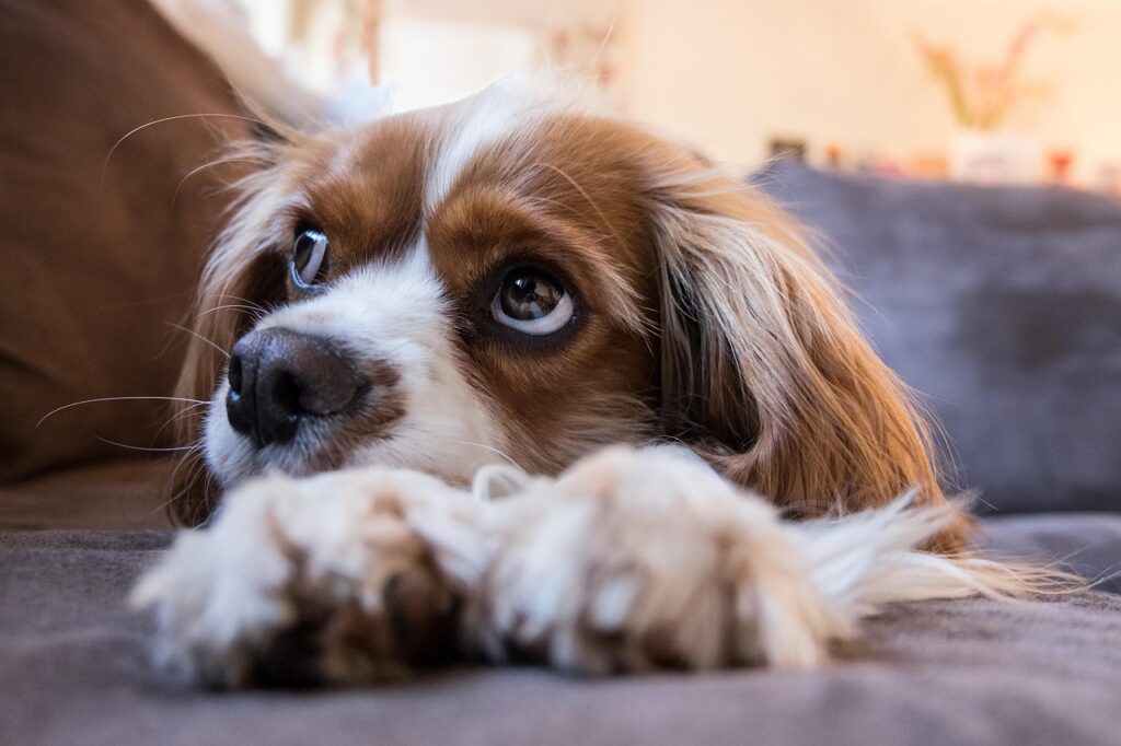 Hund jault, wenn er alleine ist