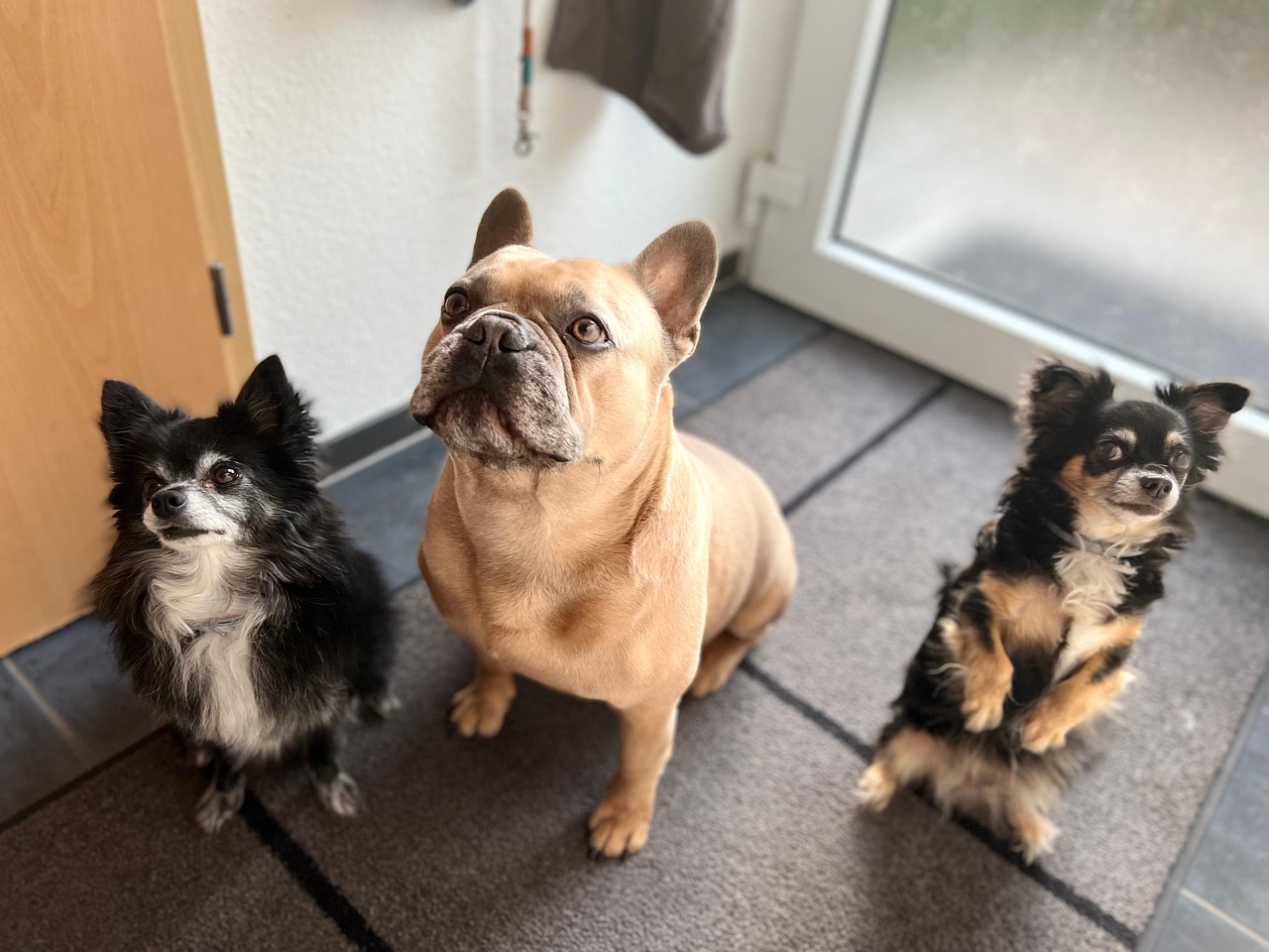 Hund alleine lassen – wie lange ist erlaubt?