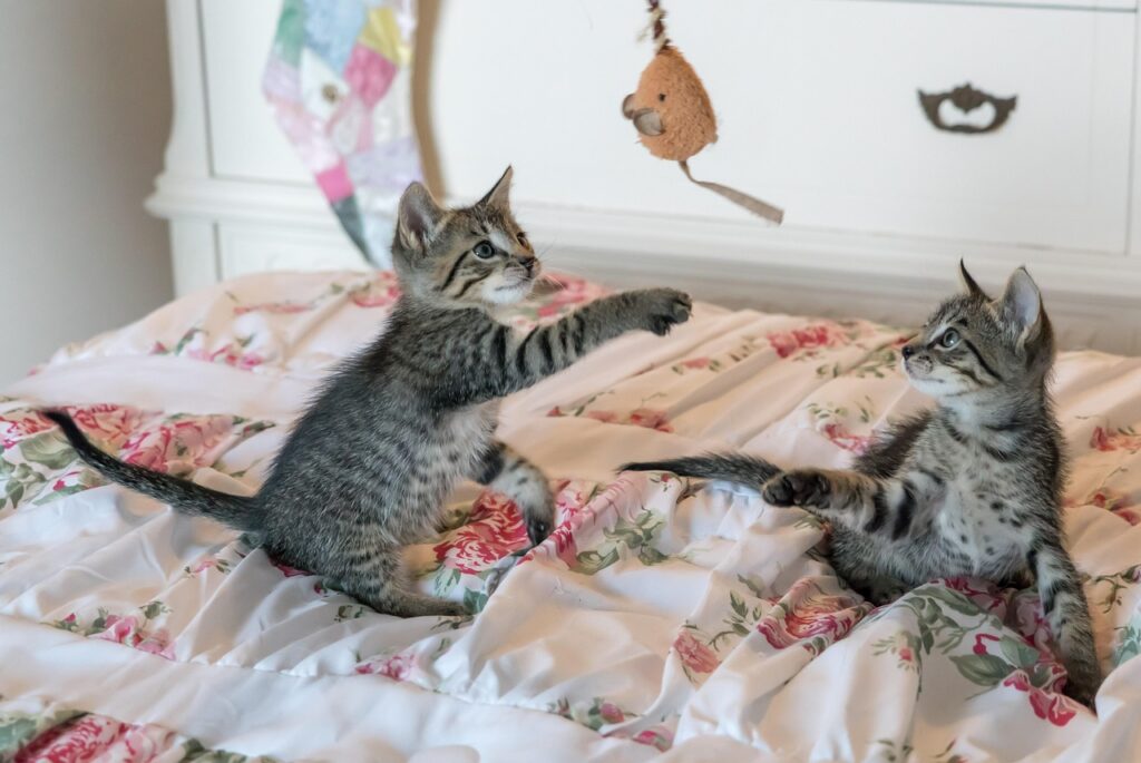 Beschäftigung Katzen