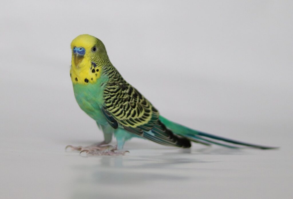 Vögel halten