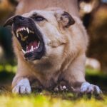 Gefährliche Säugetiere als Haustiere – Die wissenschaftliche Analyse