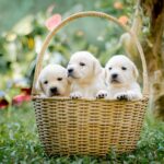 Hunde als Haustiere – Warum sie so beliebt sind