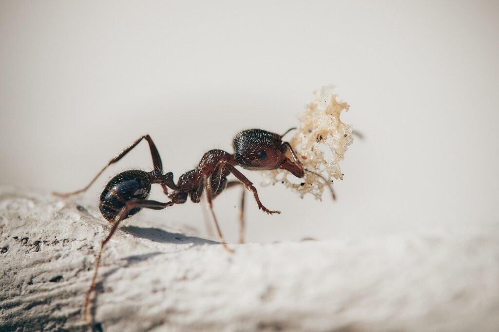 Insekten & Spinnen als Haustiere