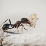 Insekten & Spinnen als Haustiere