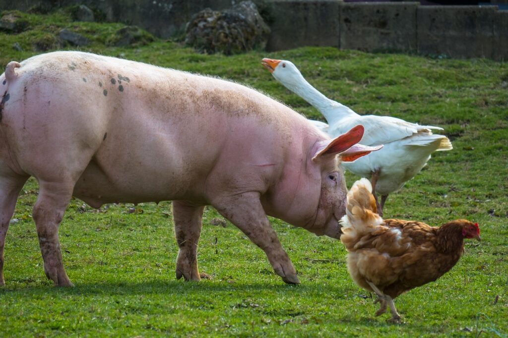 Nutztiere halten