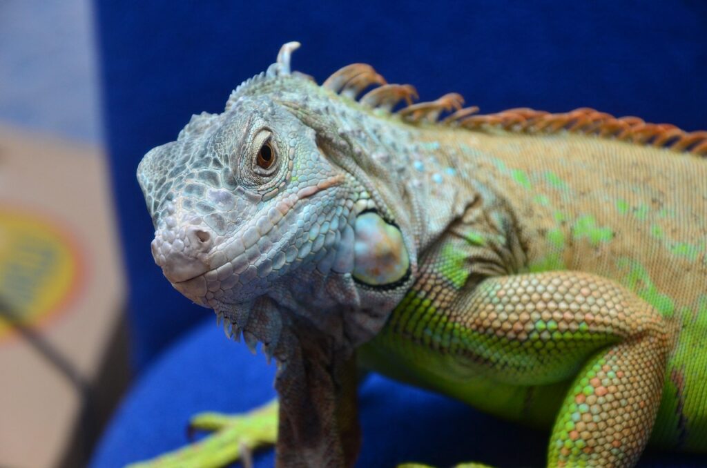 Reptilien halten