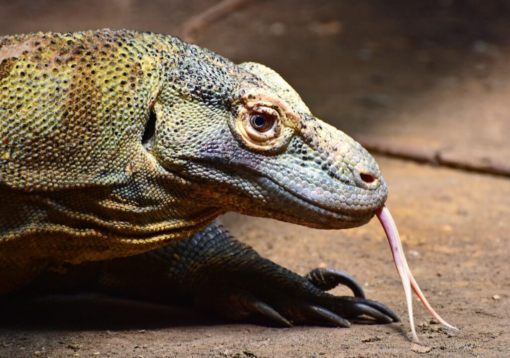 Gefährliche Reptilien als Haustiere