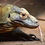 Gefährliche Reptilien als Haustiere