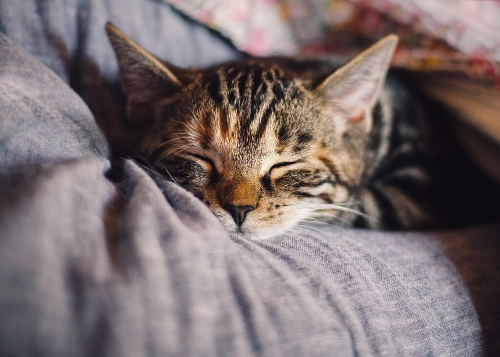 Katzen halten