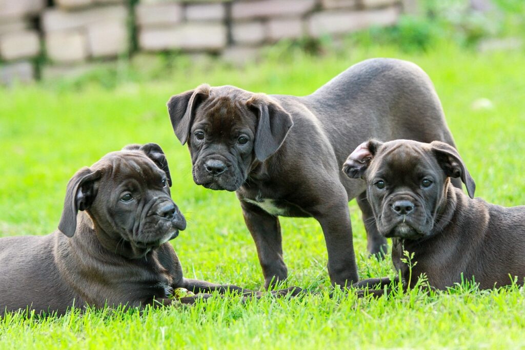 Hunde halten
