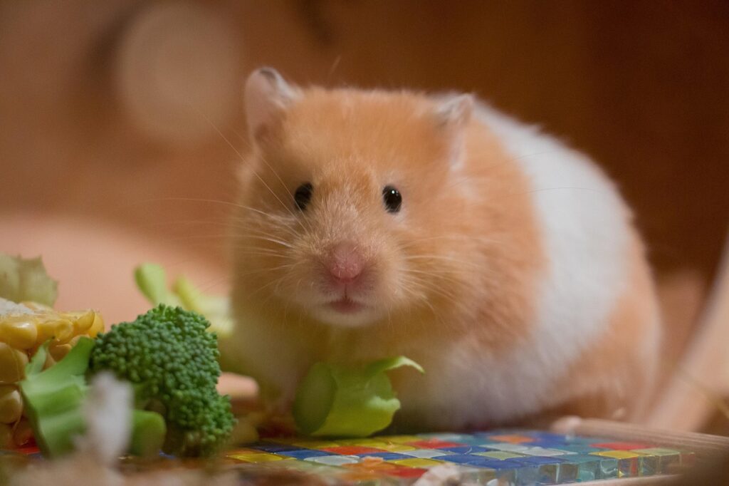 Nagetiere halten