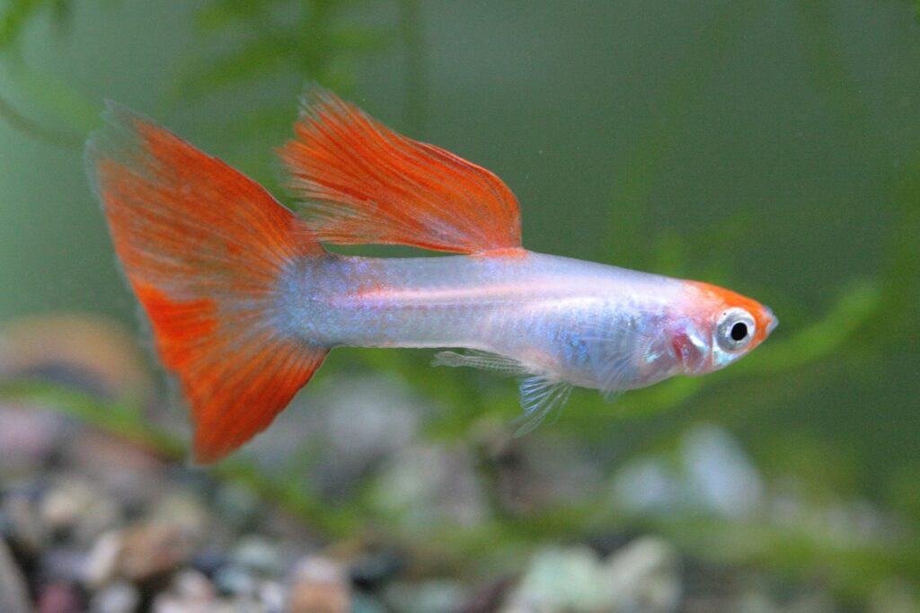 Fische halten